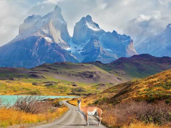 Los-Cuernos-sopra-il-lago-Pehoe.-Strada-sterrata-con-guanaco_PN-Torri-del-Paine-2